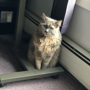 Meet your Posher, Austin